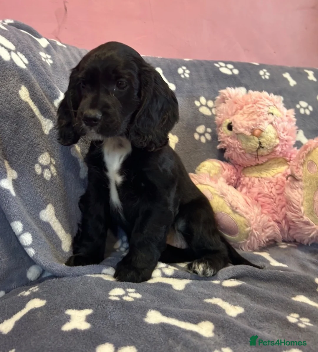 Cocker Spaniel dogs for sale: Gorgeous and very unique puppies - Advert 2