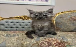Maine Coon cats for sale: XXL Russian bloodline Maine Coon Kittens 20+Gen!🏆 - Image 7