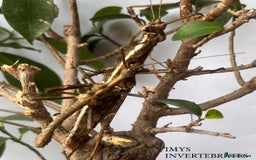 Stick Insects invertebrates for sale: X5 SUNNY STICK INSECTS HAPPY TO SHIP!! - Image 3