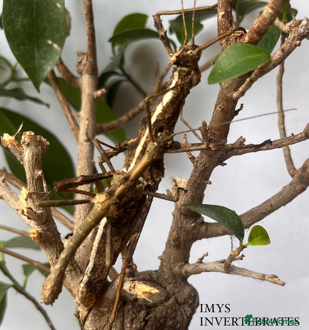 Stick Insects invertebrates for sale: X5 SUNNY STICK INSECTS HAPPY TO SHIP!! - Image 3