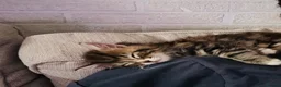 Domestic Shorthair cats for sale: Gorgeous male kitten  - Advert 9