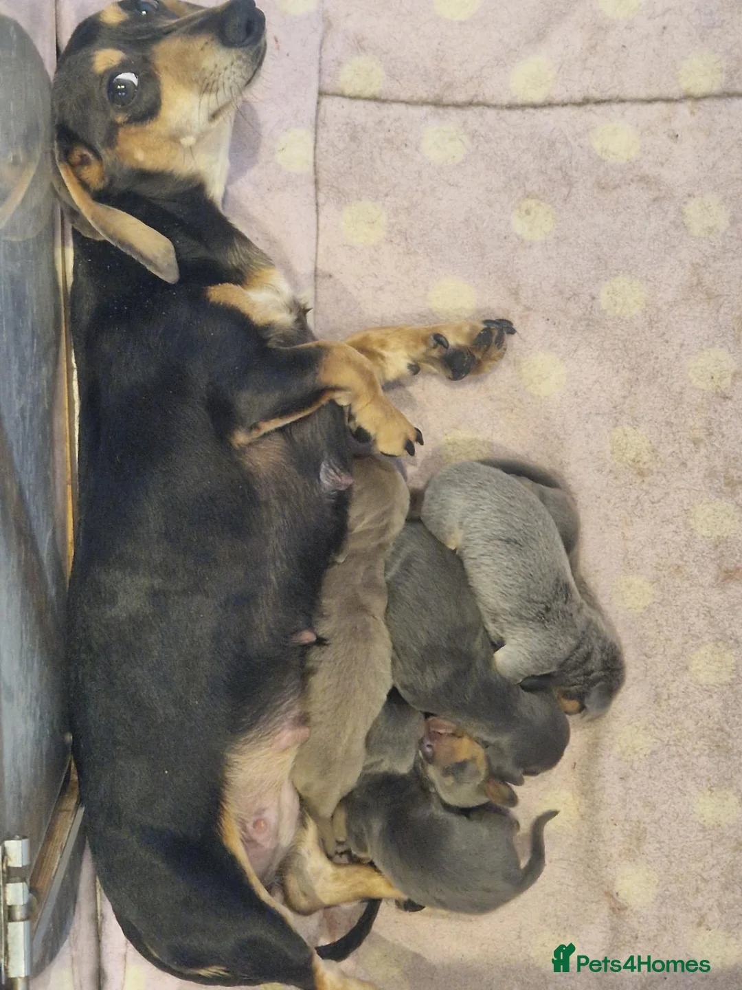 Miniature Dachshund dogs for sale: Daxie pups available 2 boys 2 girls - Advert 2