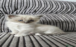 Ragdoll cats for sale: Gorgeous Ragdoll kittens  - Image 5