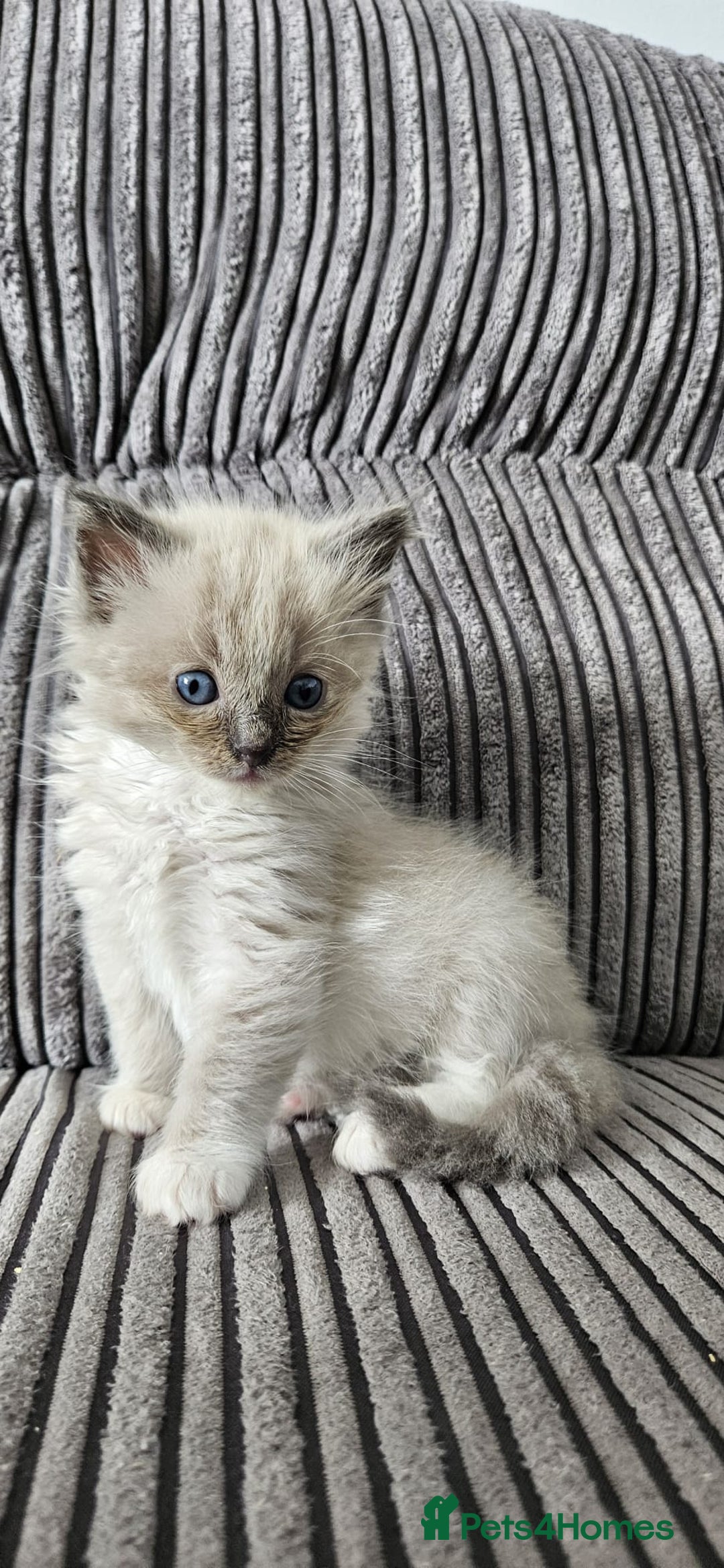 Ragdoll cats for sale: Gorgeous Ragdoll kittens  - Image 5