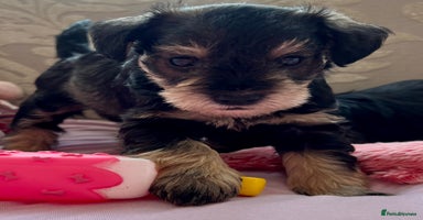Schnoodle dogs - Advert 8