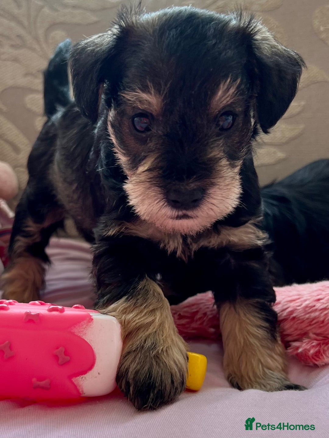 Schnoodle dogs for sale: 🐾🐶Stunning Schnoodles🐶🐾 - Image 4