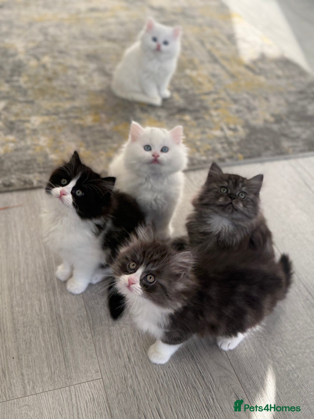 Persian cats for sale: Persian  - Advert 1