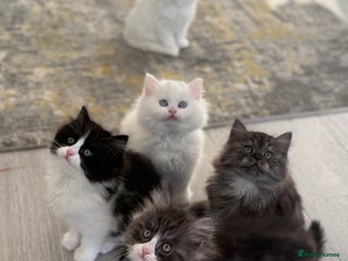 Persian cats Persian - Advert 2