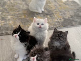 Persian cats Persian - Advert 18