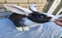 Continental Giant rabbits for sale: 3 Continental Giants looking for a new home.  - Advert 1