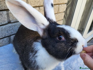 Continental Giant rabbits for sale: 3 Continental Giants looking for a new home. - Advert 1