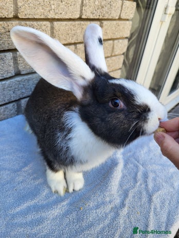 Continental Giant rabbits 3 Continental Giants looking for a new home. - Advert 1