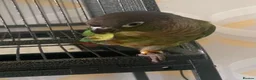 Conures birds for sale: Hand reared tame conure and kakarikis  - Advert 3