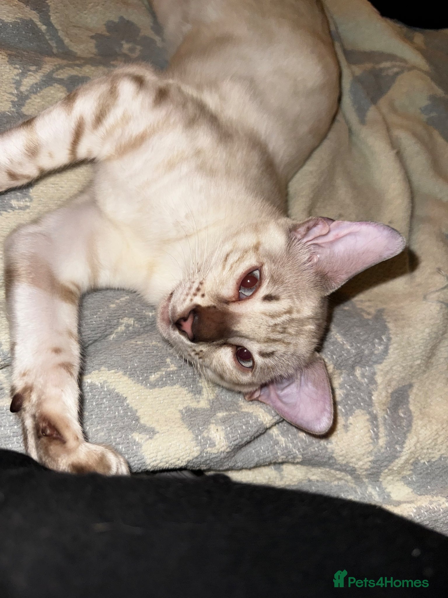 Bengal cats Seal Silver Spotted Lynx Bengal - Advert 8