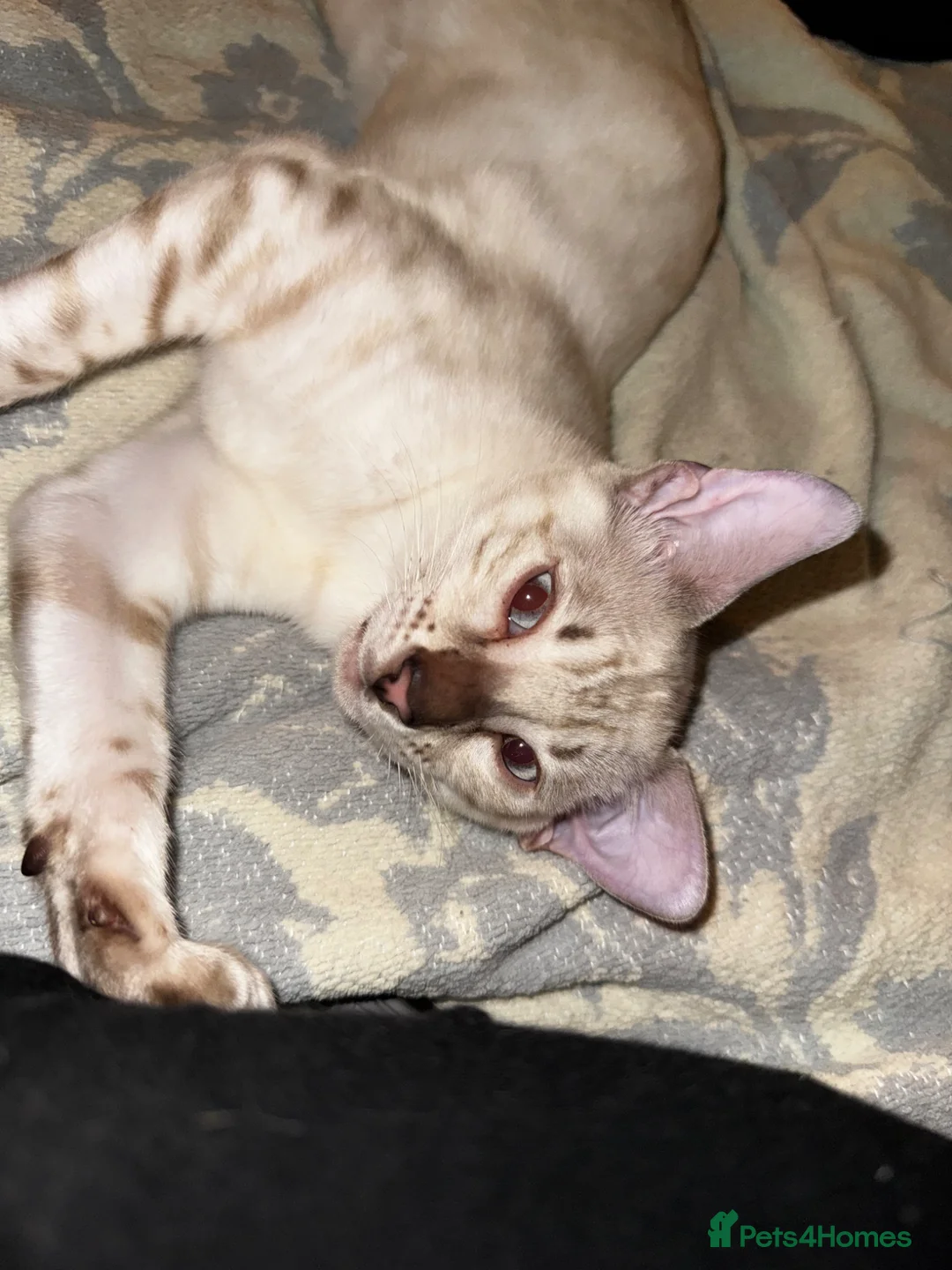 Bengal cats for sale: Seal Silver Spotted Lynx Bengal - Advert 3