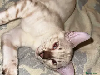 Bengal cats Seal Silver Spotted Lynx Bengal - Advert 8