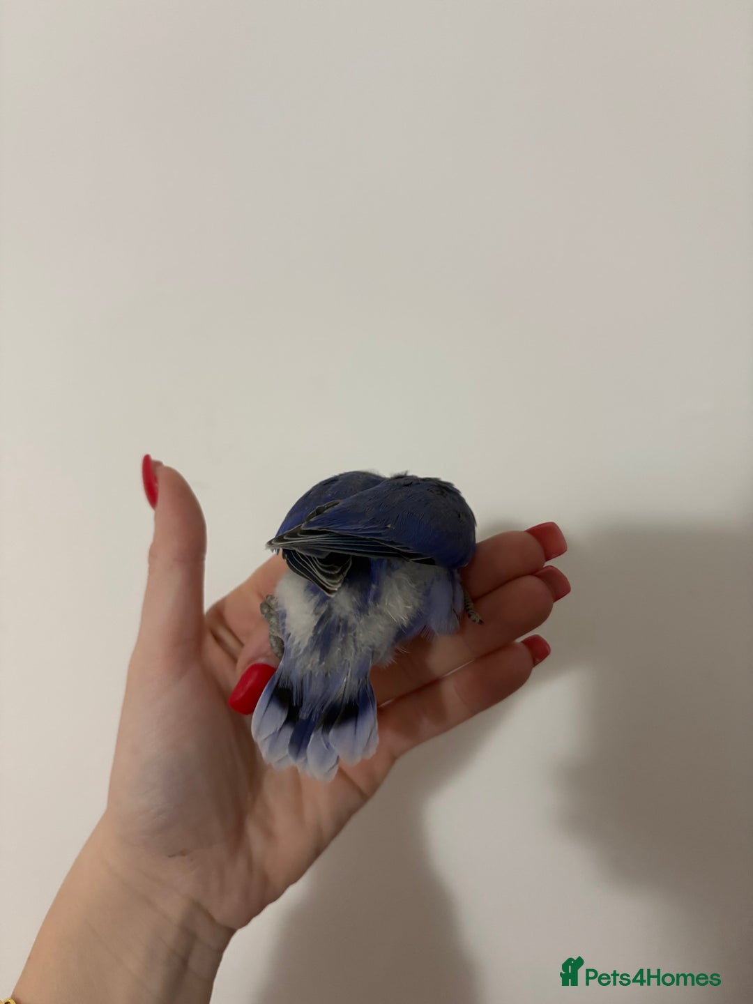 Lovebirds birds for sale: Baby lovebirds  - Advert 5