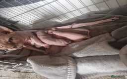 Sphynx cats for sale: 5 beautiful babies looking for forever families  - Image 1