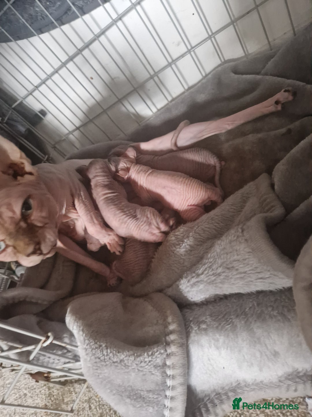 Sphynx cats for sale: 5 beautiful babies looking for forever families  - Image 1