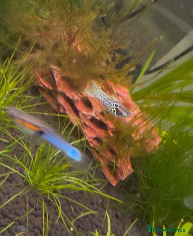 Live Bearers fish Endler Fry - Advert 1