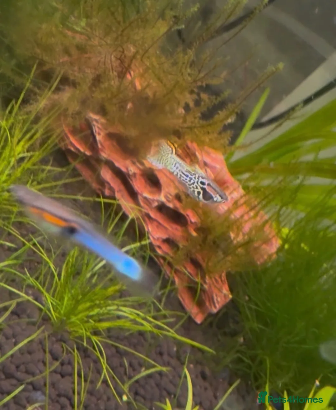 Live Bearers fish for sale: Endler Fry - Advert 1