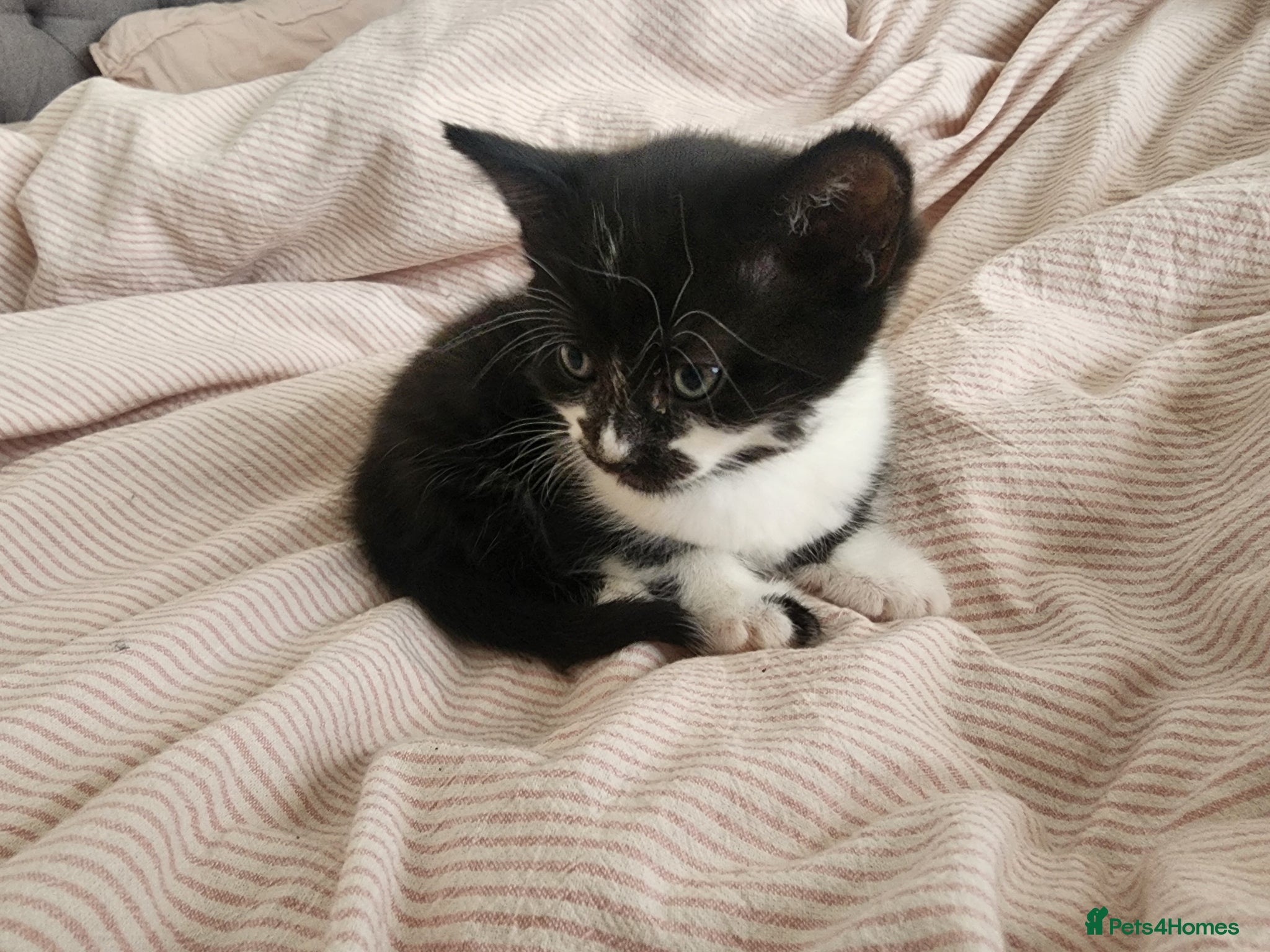 Mixed Breed cats for sale: 2 little Tuxedo new born kittens - Advert 8