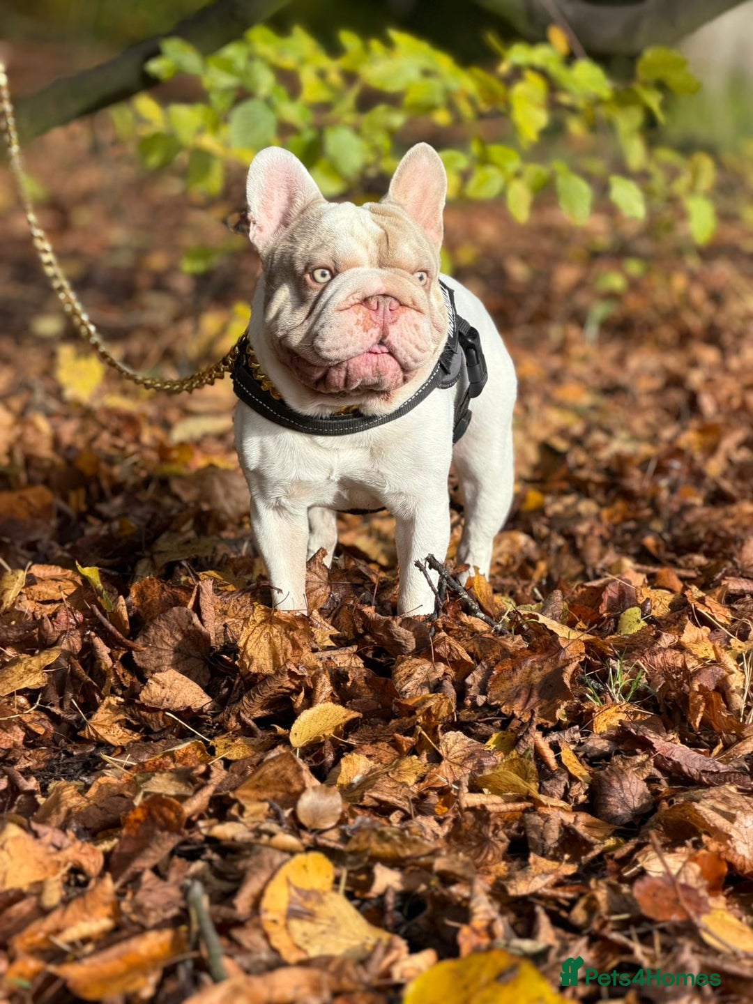 French Bulldog dogs for stud: Enzo Award winning newshade Isabella and tan pied  - Advert 2