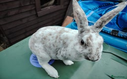 Mixed Breed rabbits for sale: Updated in 7 November bunnies - Advert 3