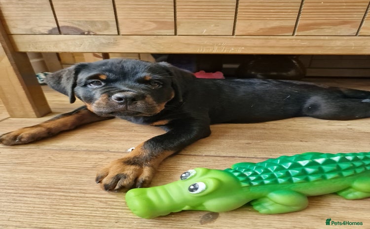 Rottweiler dogs - Advert 15