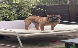 Shar Pei dogs for sale: Shar pei dog for sale (will except offers to £150) - Image 3