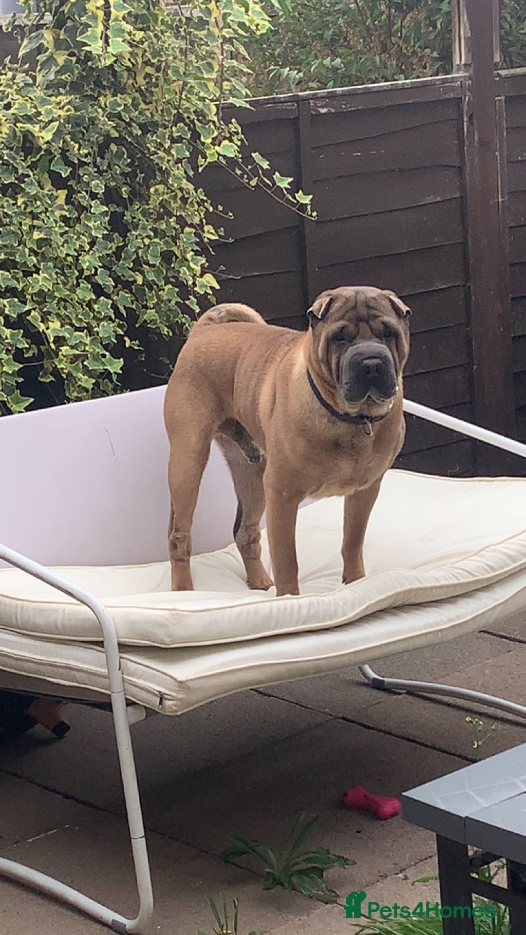 Shar Pei dogs for sale: Shar pei dog for sale (will except offers to £150) - Image 3