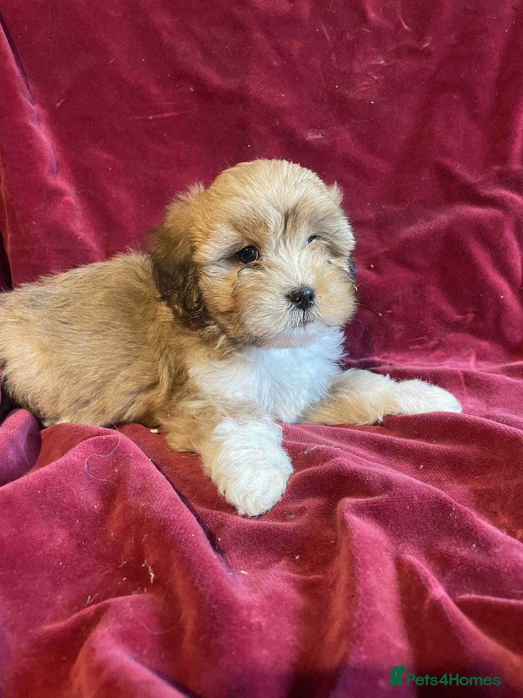 Lhasapoo dogs for sale: Lhasapoo puppies - Advert 7