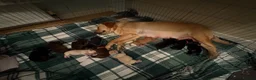 Labrador Retriever dogs for sale: Labrador Retriever Puppies For Sale - Advert 10