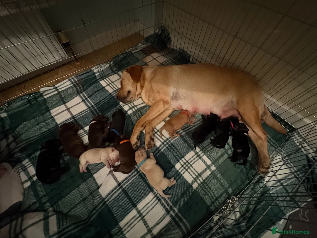Labrador Retriever dogs for sale: Labrador Retriever Puppies For Sale - Advert 10