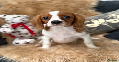 Cavalier King Charles Spaniel dogs in Stafford - Advert 1