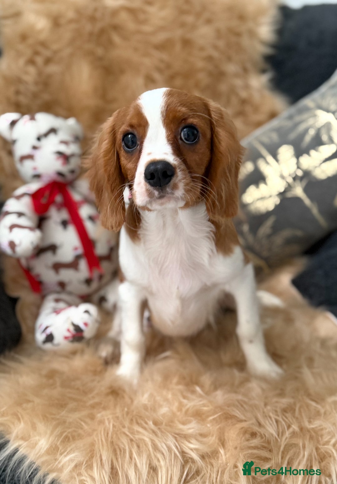 Cavalier King Charles Spaniel dogs for sale: ⭐️ Stunning Cavalier King Charles Spaniels ⭐️ in Stafford - Image 2