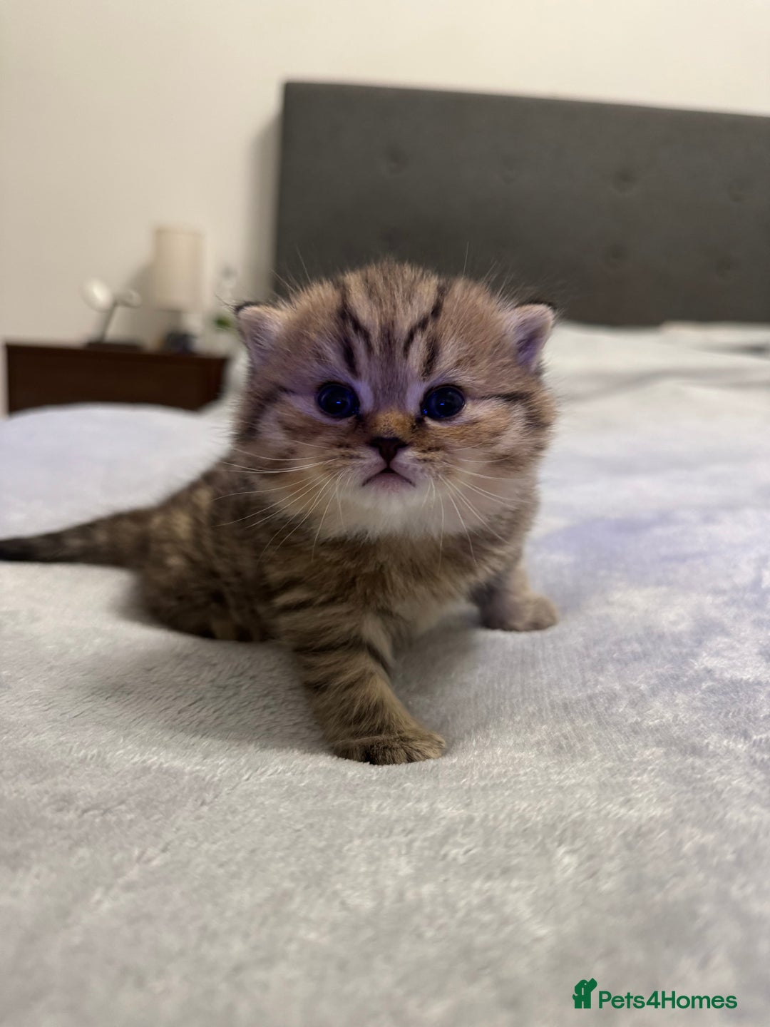 Scottish Fold cats for sale: 🐾 Scottish kittens available for sale! 🐾 - Advert 4