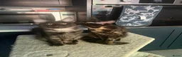 Maine Coon cats for sale: GCCF Reg Stunning Maine coon kittens  in Redditch - Advert 10