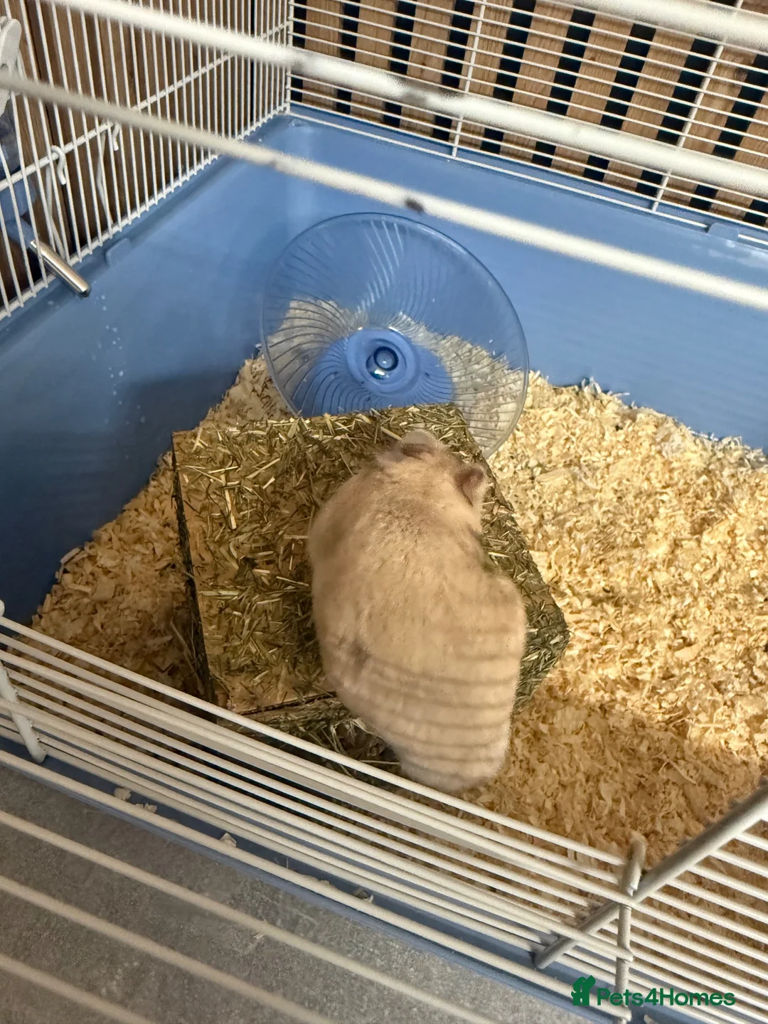 Hamster rodents for sale: Two hamsters  in Sheffield - Advert 7
