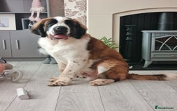 Saint Bernard dogs for sale: Beautiful 10 month old male saint bernard - Image 6