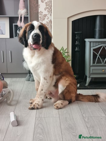 Saint Bernard dogs - Advert 1