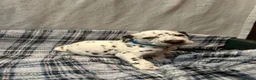 Dalmatian dogs for sale: Dalmatian puppies  in Okehampton - Advert 22