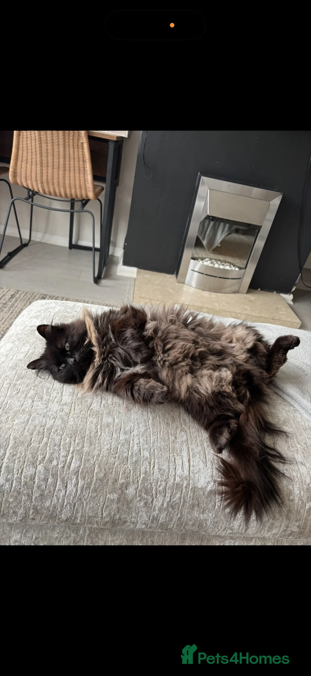 Ragdoll cats for sale: Beautiful smoke ragdoll  in Nottingham - Advert 1