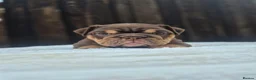 English Bulldog dogs for sale: READY TO LEAVE! KC ENGLISH BULLDOG PUPS  - Advert 15