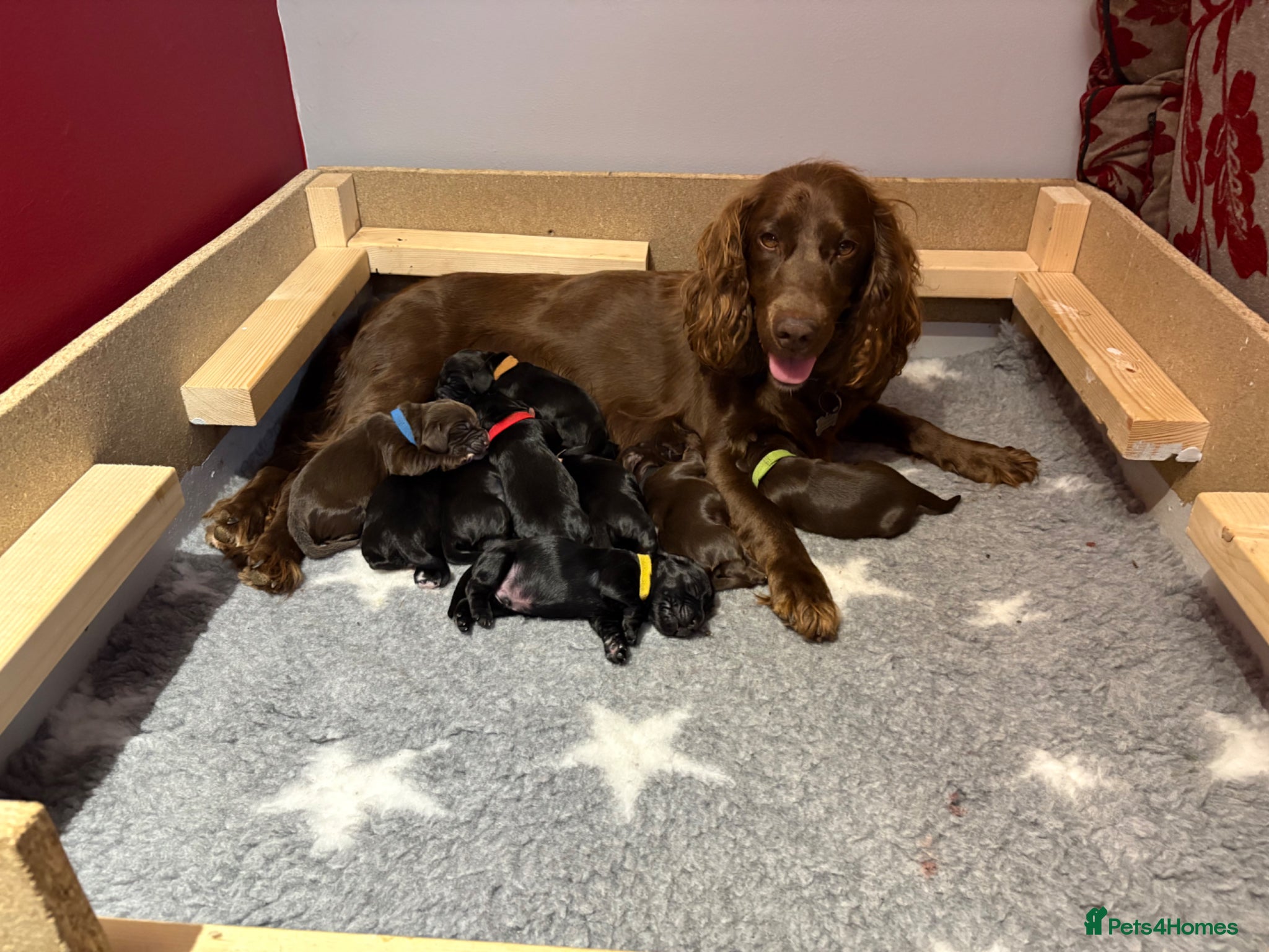 Cocker Spaniel dogs for sale: Litter of 10 gorgeous working Cocker Spaniels in Norwich - Advert 2