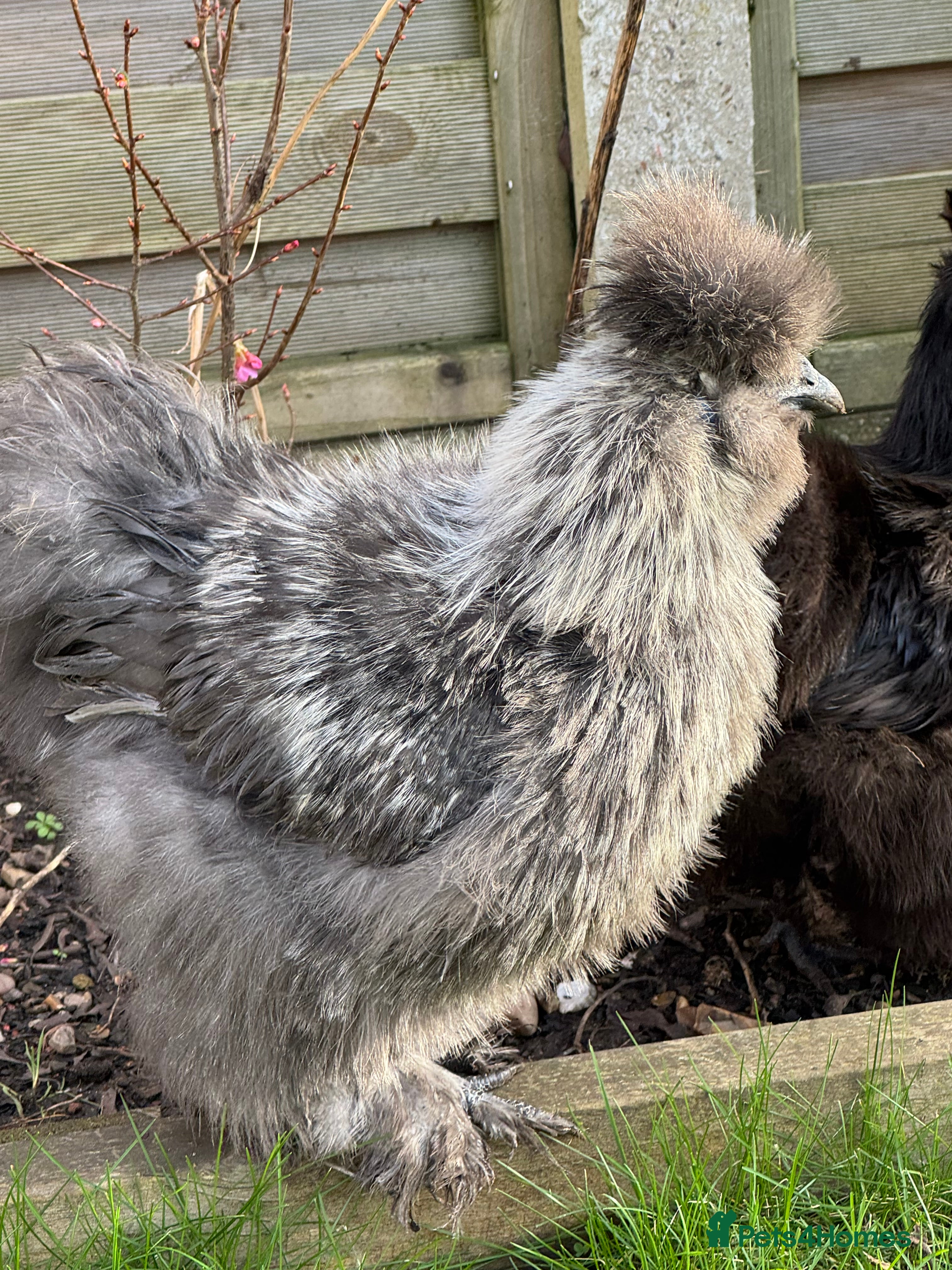 Chickens poultry Silver silkie cockeral - Advert 13
