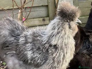 Chickens poultry Silver silkie cockeral - Advert 13