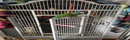 Macaws birds for sale: Male illinger’s  macaw  - Advert 2