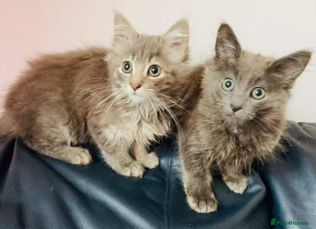 Mixed Breed cats for sale: An absolute gorgeous litter of Maine coon kittens - Image 2