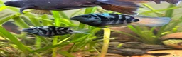 Cichlids fish for sale: DISCOUNT - POLAR BLUE CICHLIDS FRY - Advert 6